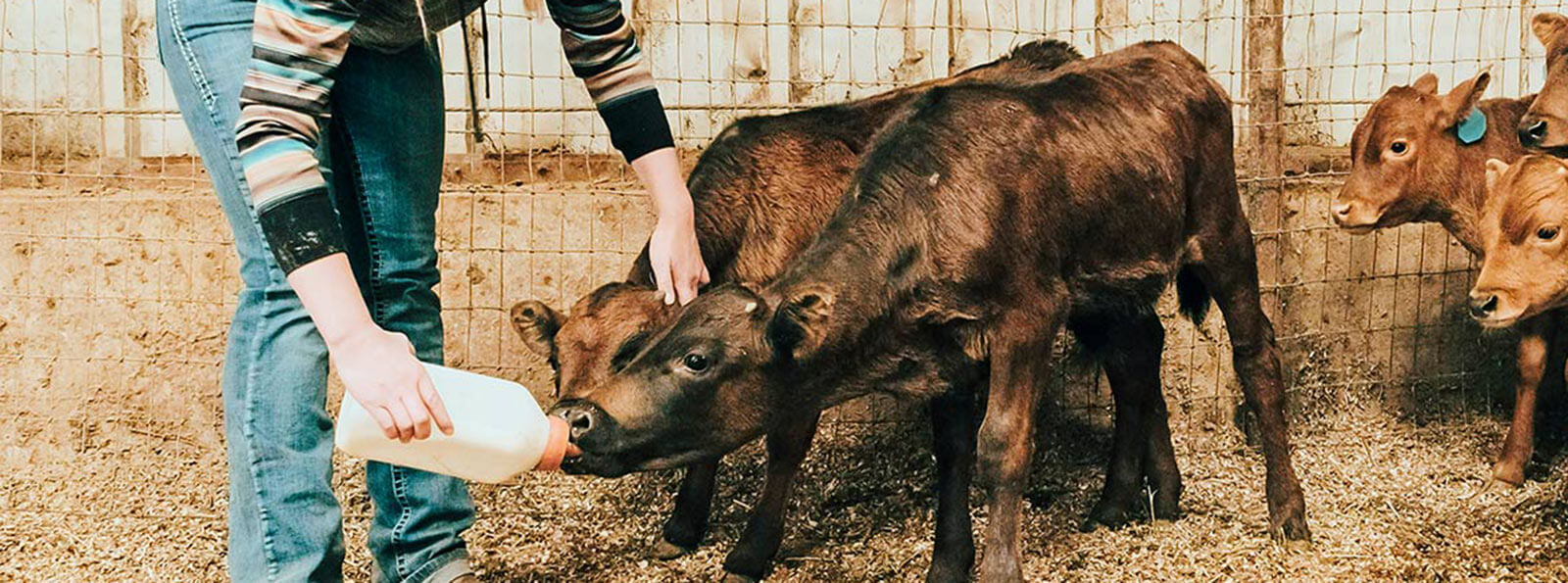 Lady feeding a calf for the Rolling Hills Bank & Trust Heifer Program