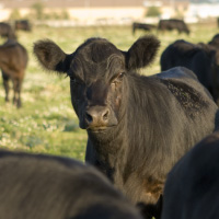 Black cows